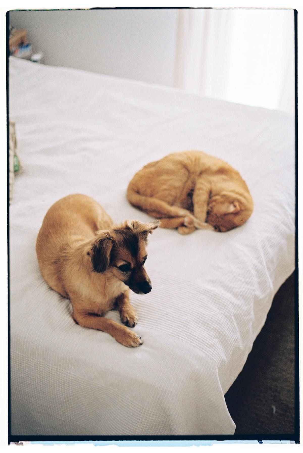 Dog and cat relaxing on a clean bed in a pet-friendly home