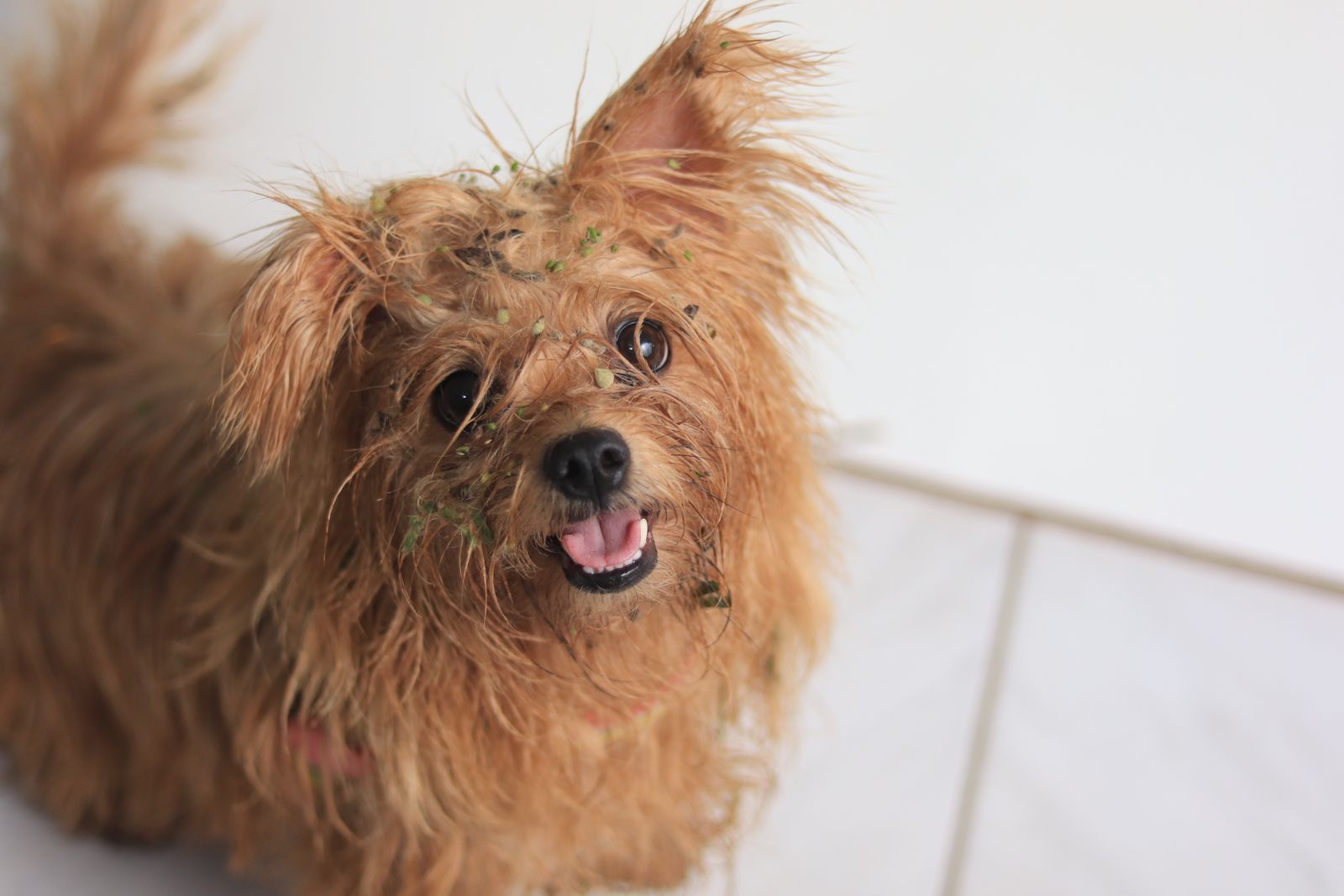 Small shaggy dog with grass caught in its fur standing on a tiled floor